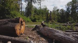 Best Firewood Processing and Delivery  in Lincolnshire, IL