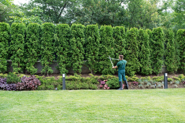 Leaf Removal in Lincolnshire, IL