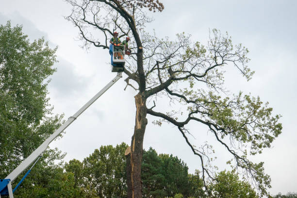 Reliable Lincolnshire, IL Tree Services Solutions